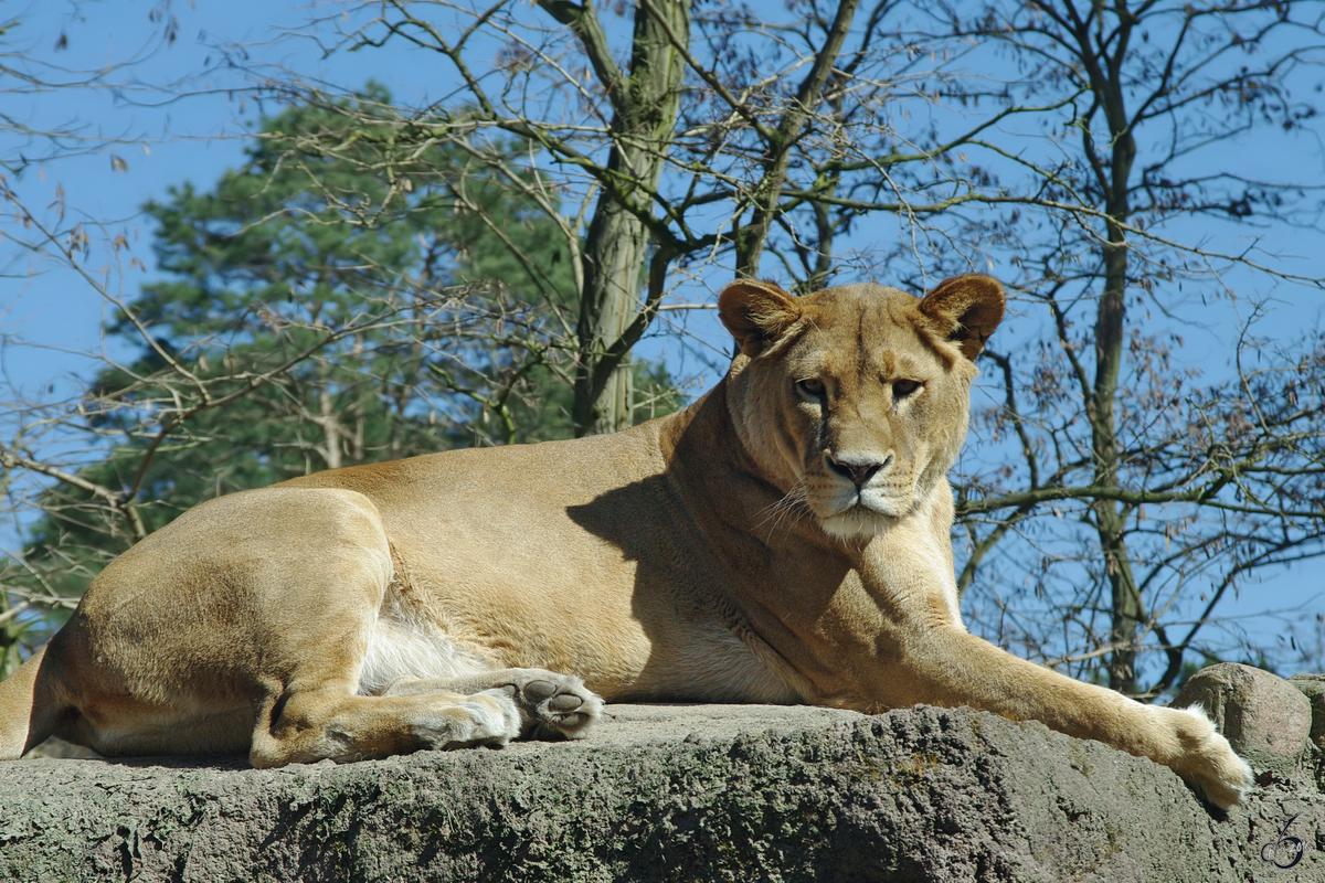 Eine Löwin beobachtet die Umgebung von ihrem Thron aus. (April 2009)