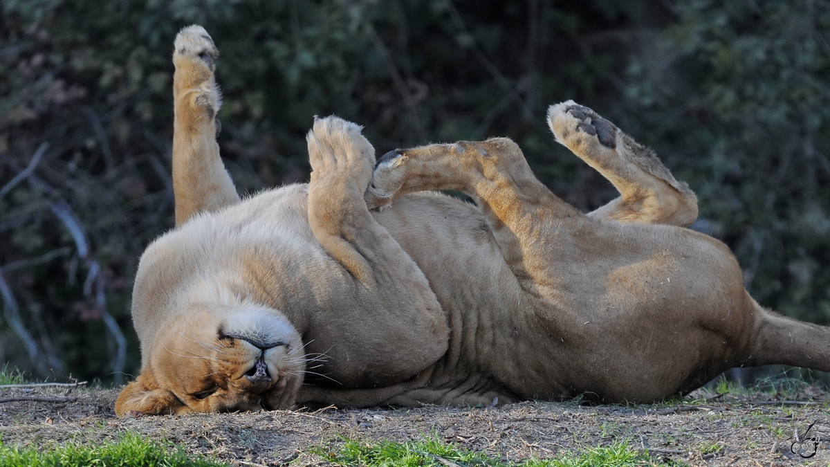 Eine Lwin rkelt sich in der Sonne. (Zoo Madrid, Dezember 2010)