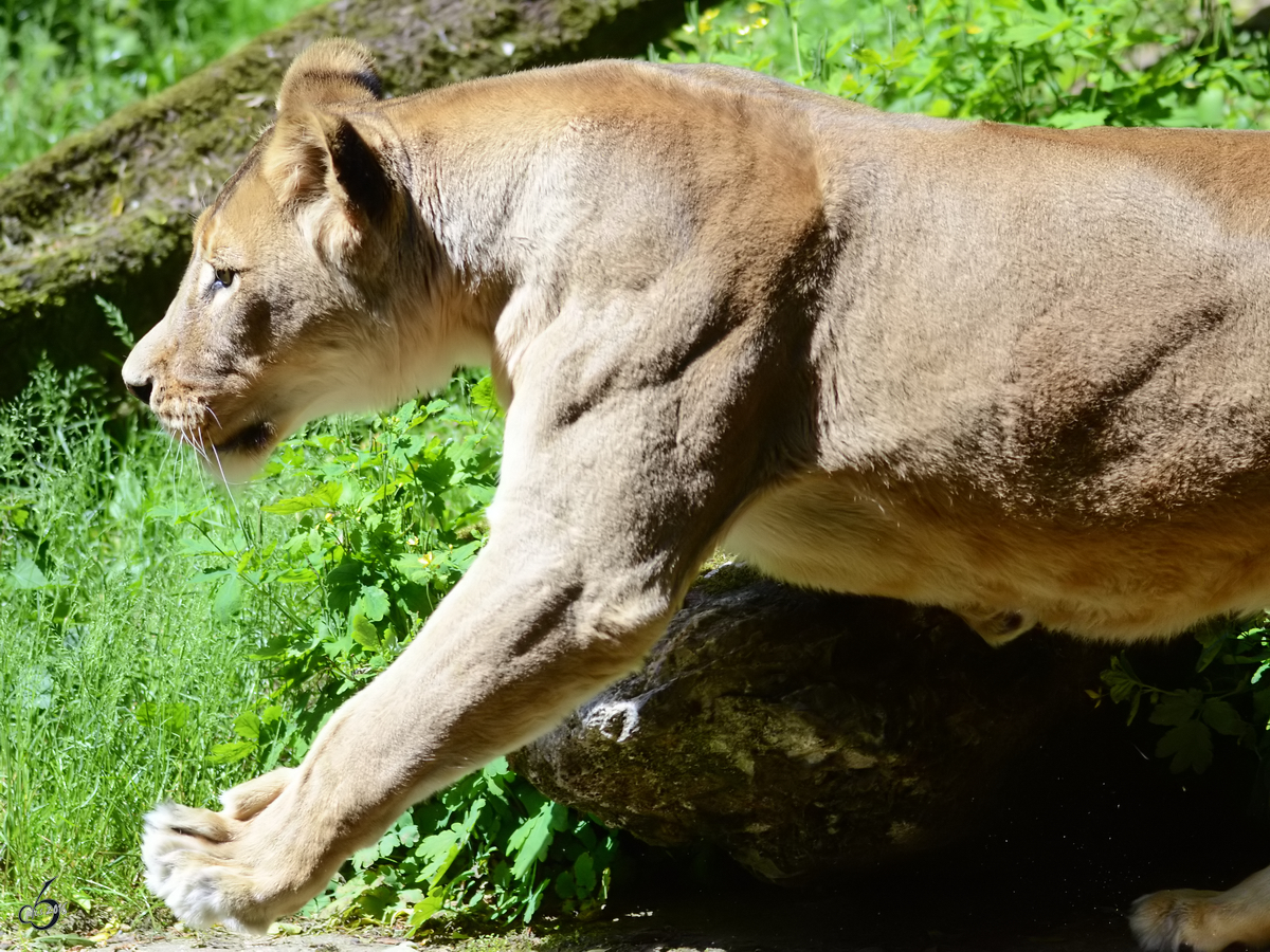 Eine Lwin im Zoo Duisburg. (Juni 2013)