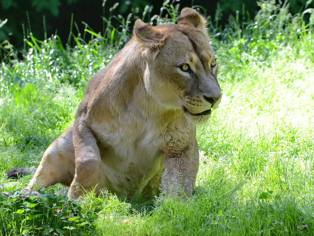 Eine Lwin im Zoo Duisburg. (Juni 2013)
