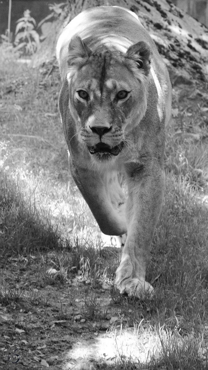 Eine Lwin im Zoo Duisburg. (Juni 2013)