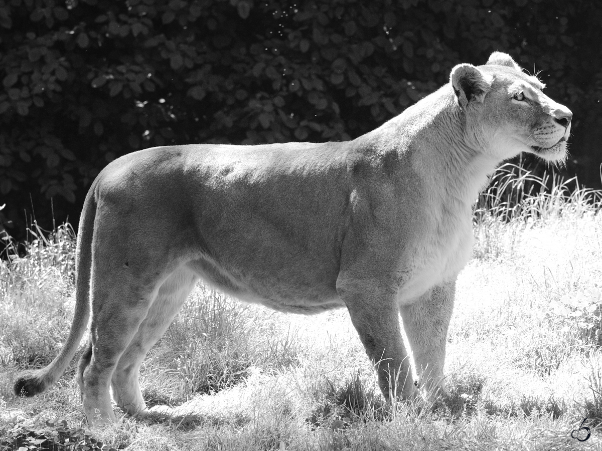 Eine Lwin im Zoo Duisburg. (Juni 2013)