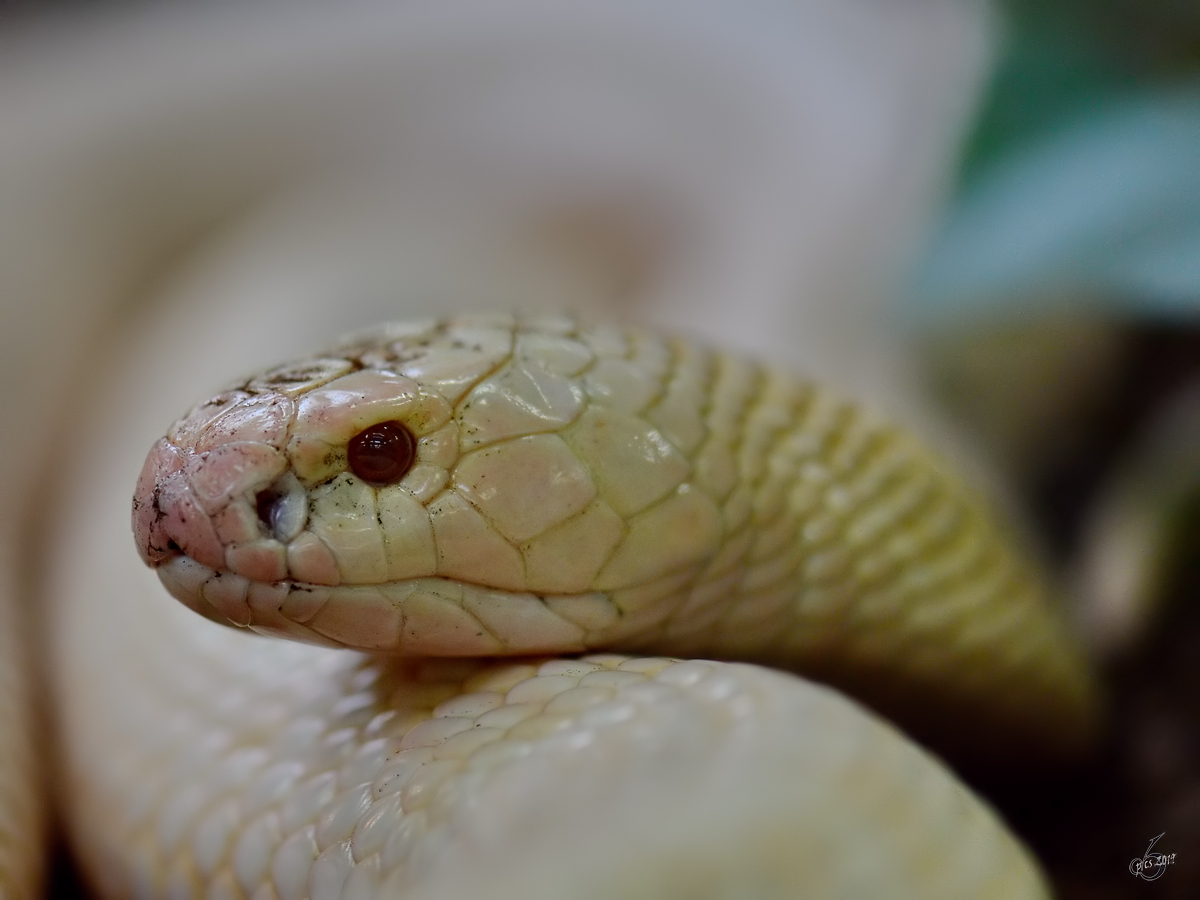 Eine Mamba (?) Anfang Mai 2012 im Terrazoo Rheinberg.