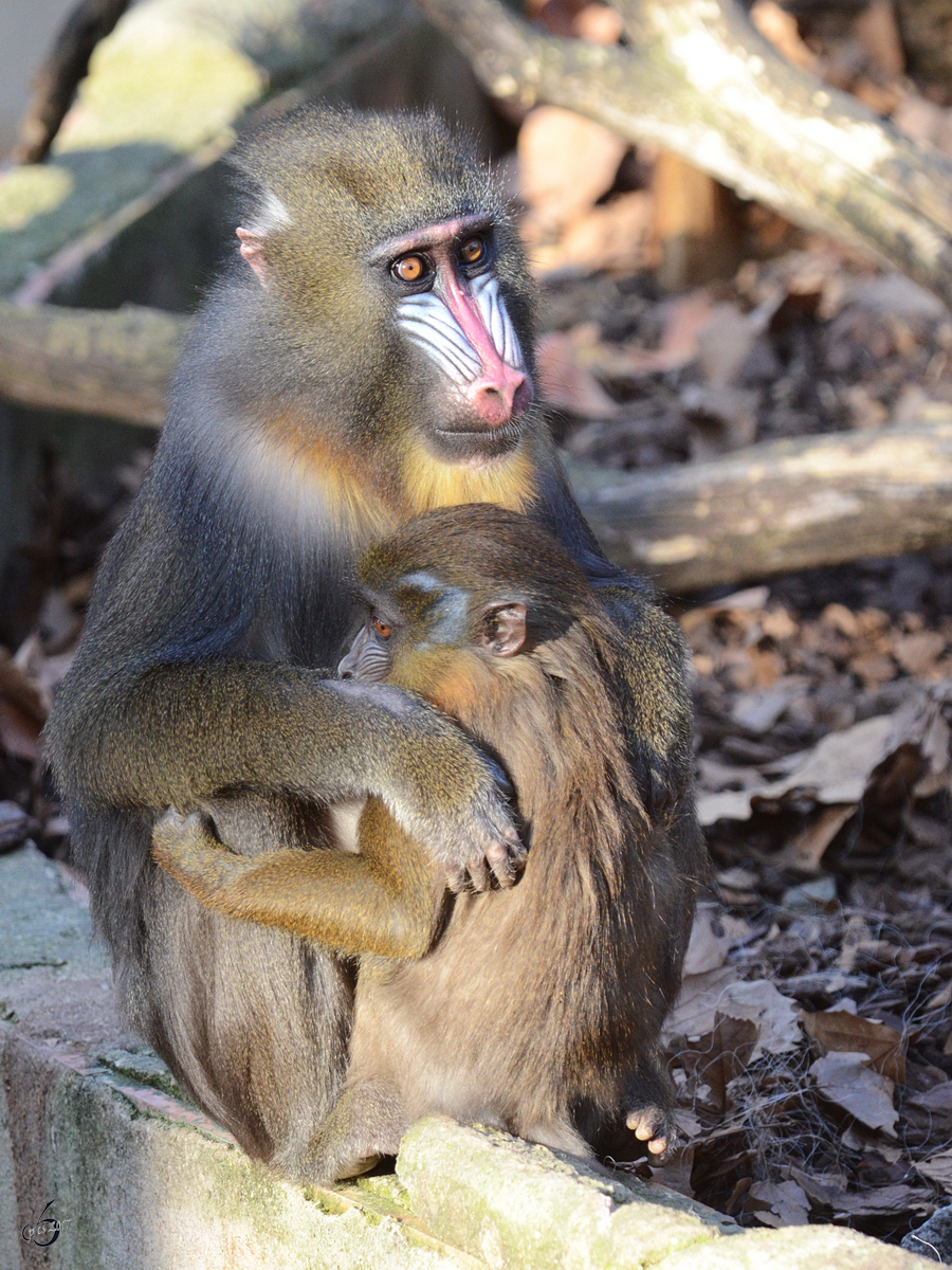 Eine Mandrilldame mit ihrem Nachwuchs. (Zoo Barcelona, Dezember 2011)