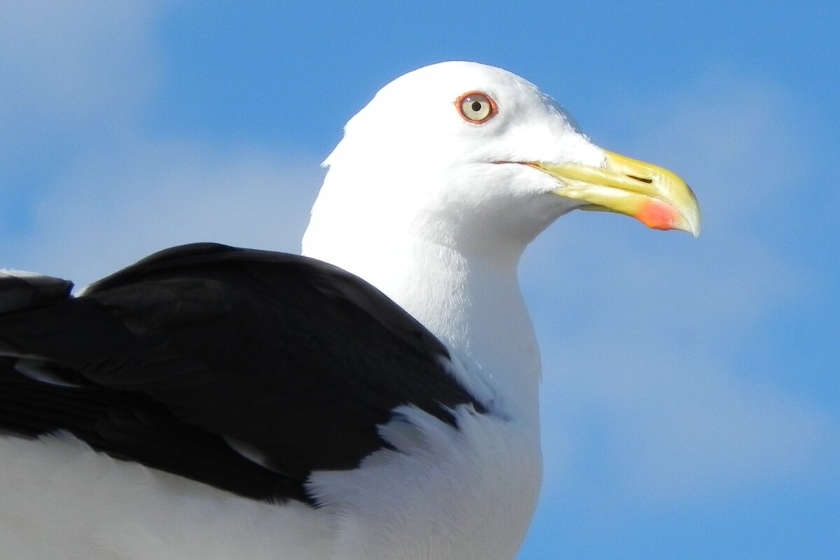 Eine Mantelmwe (Larus marinus), am 03.07.2017 vor der schwedischen Insel land.
 Die Mantelmwe ist die grte Vogelart innerhalb der Mwen. Sie ist an den Ksten in Nord- und Nordwesteuropa, in Grnland und im nordstlichen Nordamerika beheimatet. An der Wattenmeerkste der Nordsee fehlt die Art jedoch als Brutvogel.  Wikipedia