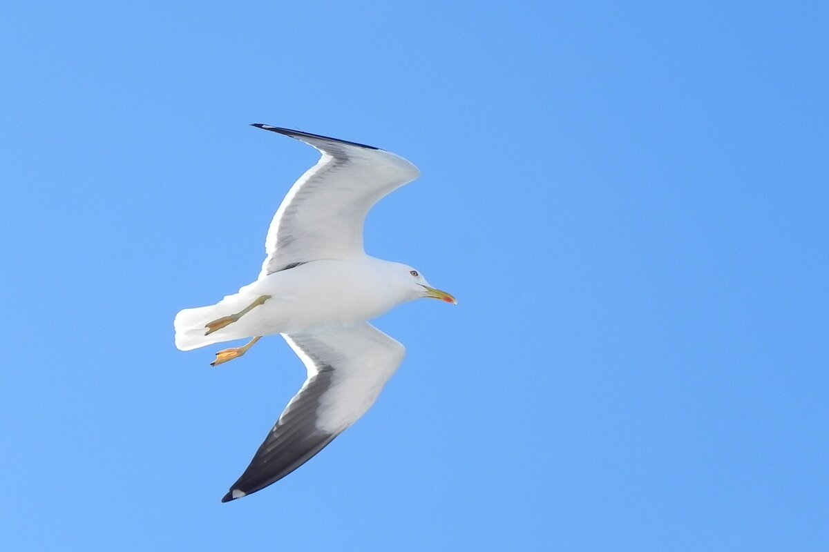 Eine Mantelmwe (Larus marinus) im Flug, am 03.07.2017 vor der schwedischen Insel land.
 Die Mantelmwe ist die grte Vogelart innerhalb der Mwen. Sie ist an den Ksten in Nord- und Nordwesteuropa, in Grnland und im nordstlichen Nordamerika beheimatet. An der Wattenmeerkste der Nordsee fehlt die Art jedoch als Brutvogel.  Wikipedia
01.01.2022 Axel Hofmeister