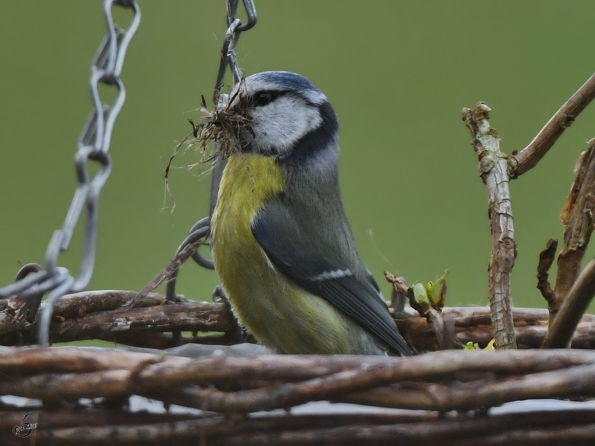 Eine Meise lutet die Nestbausaison ein. (Hattingen, April 2018)