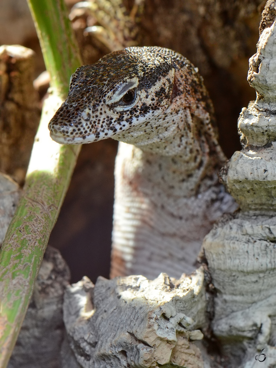 Eine mir unbekannte Echse kam Mitte Mai 2011 im Terrazoo Rheinberg aus ihrem Versteck.