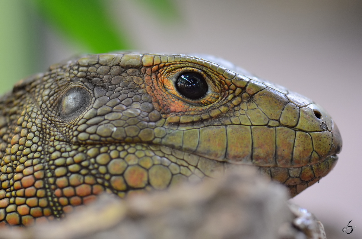 Eine mir unbekanntes Tier im Portrait. (Terrazoo Rheinberg, Anfang Mai 2011)