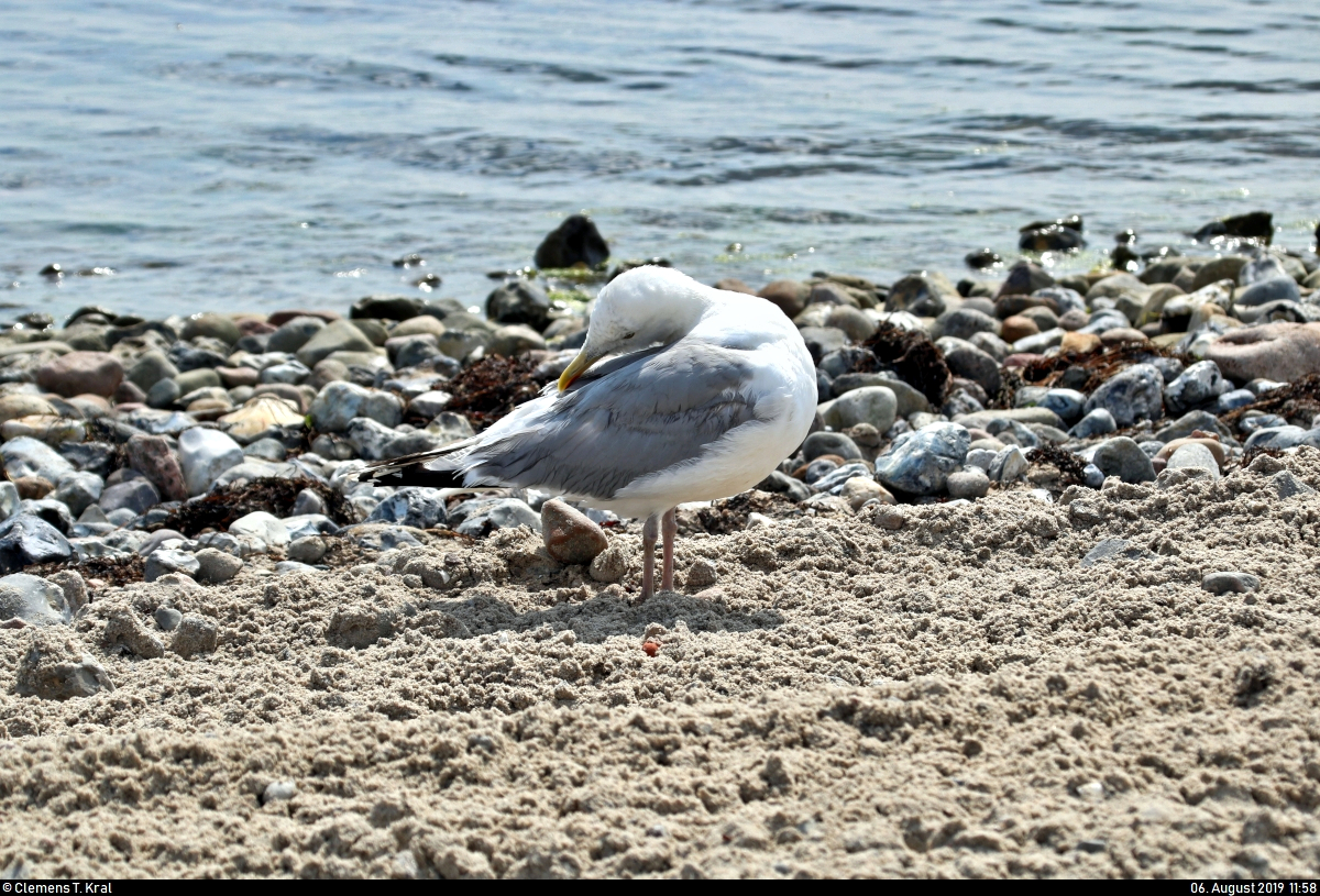 Eine Mittelmeermwe achtet an der Ostsee in Strande (Kreis Rendsburg-Eckernfrde) auf ihr Gefieder.
[6.8.2019 | 11:58 Uhr]