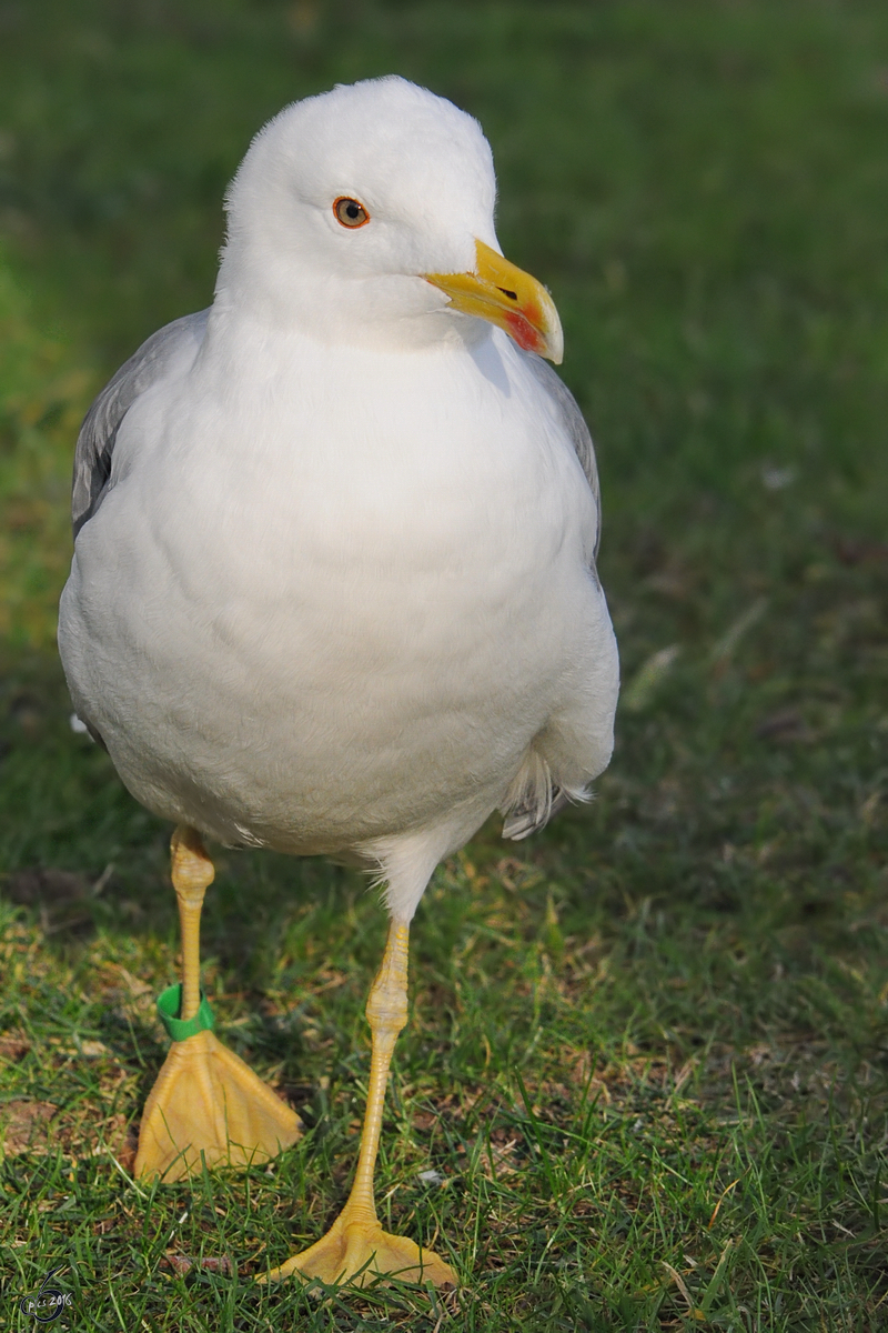 Eine Mittelmeermwe, fotografiert im Zoo Barcelona (Dezember 2011)