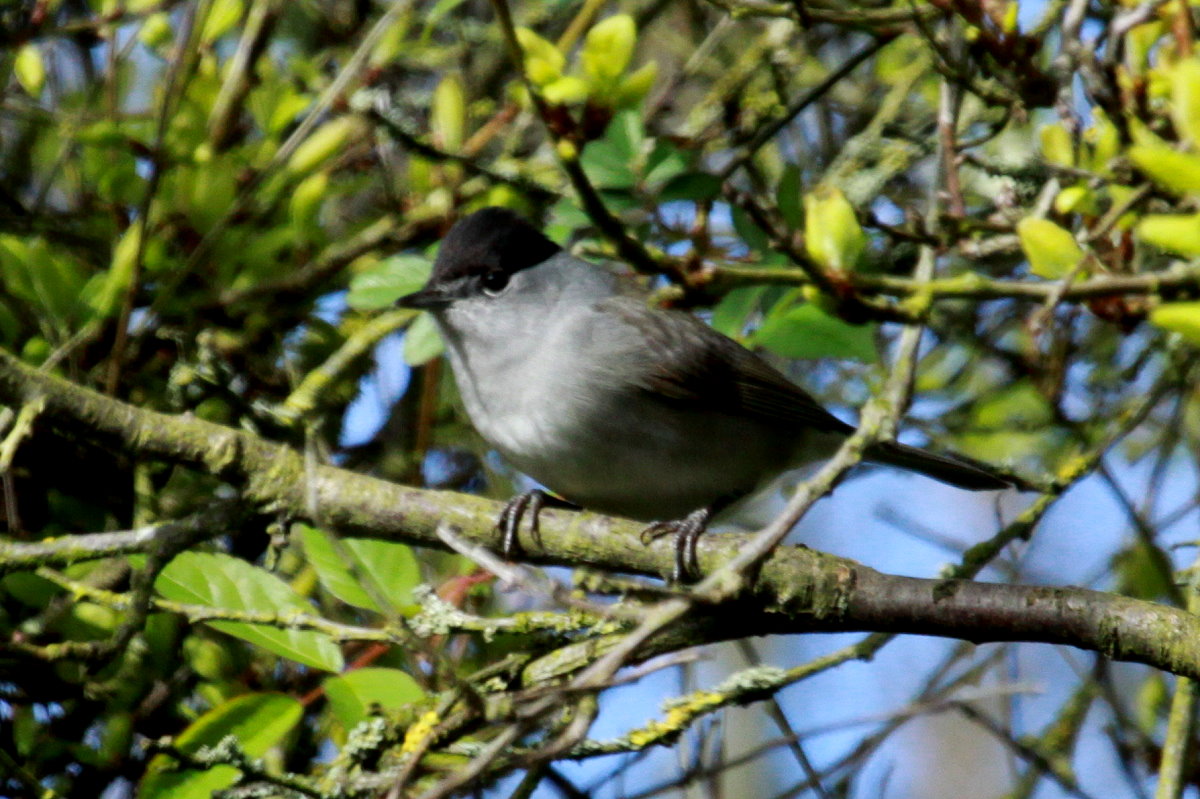 Eine Mnchsgrasmcke im Mirabellenbaum in unserem Garten; 13.04.2017