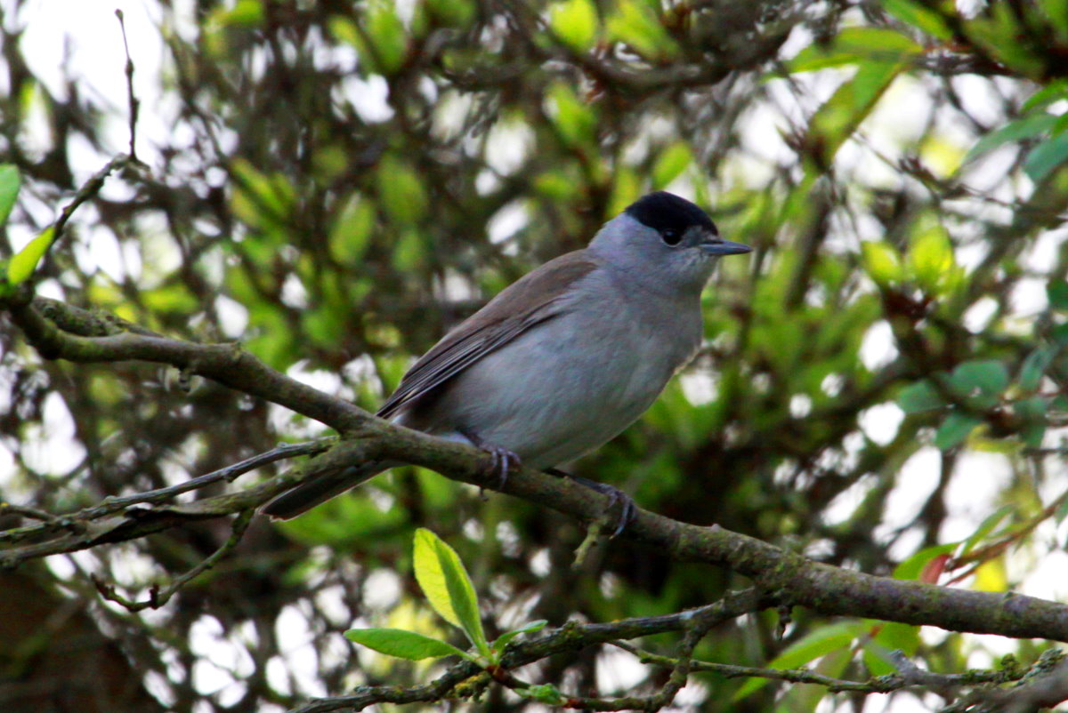 Eine Mnchsgrasmcke im Mirabellenbaum in unseren Garten. Wir haben zwei Prchen im Garten. Die Mnnchen sieht man sehr hufig und hrt sie singen. Die Weibchen sieht man sehr selten; 12.04.2017