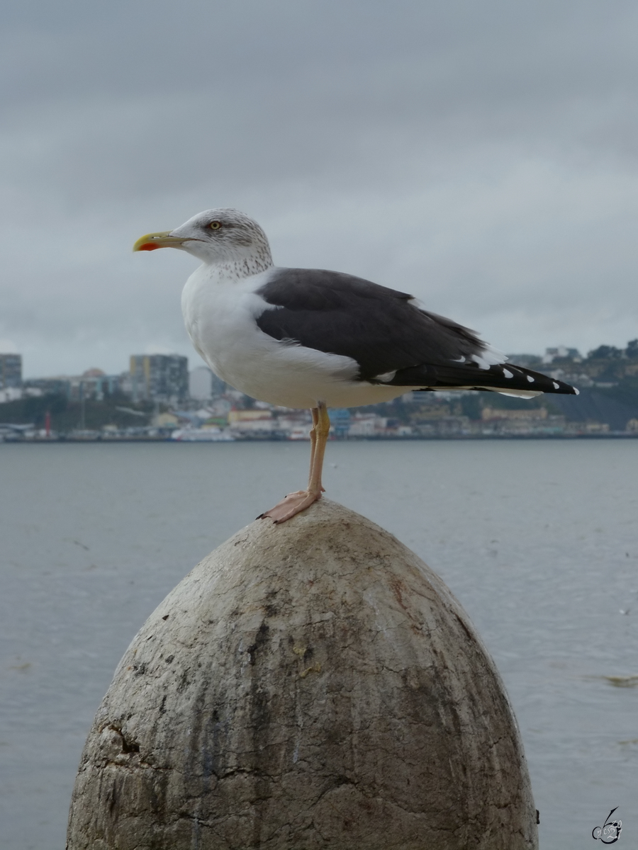 Eine Mwe beobachtet das Treiben am Praa do Comrcio in Lissabon. (Dezember 2016)