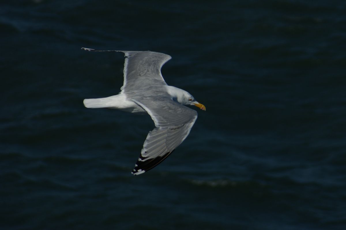 Eine Mwe im Flug vor der dnischen Kste.