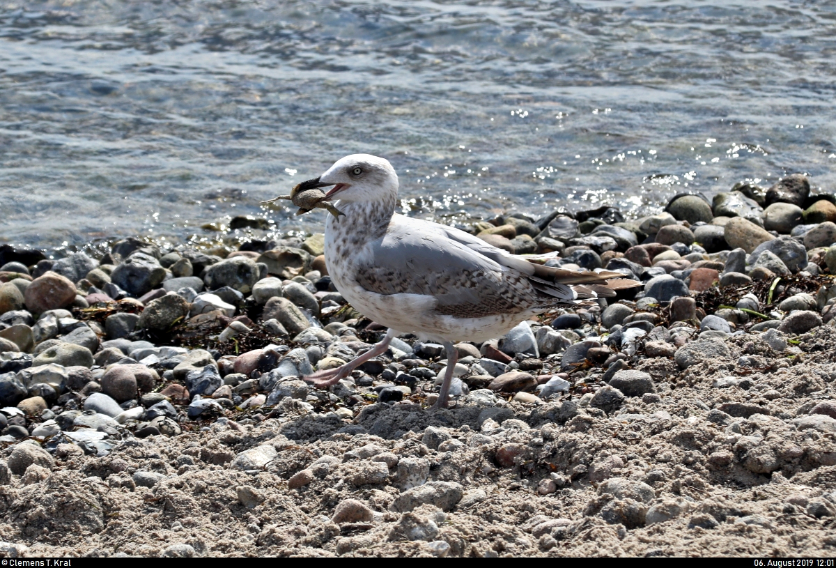 Eine Mwe hat an der Ostsee in Strande (Kreis Rendsburg-Eckernfrde) einen Krebs erbeutet.
[6.8.2019 | 12:01 Uhr]