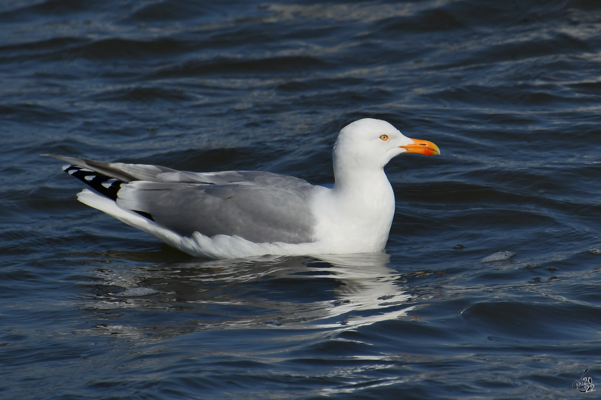 Eine Mwe schwimmt auf der Ostsee. (Priwall, Mrz 2022)