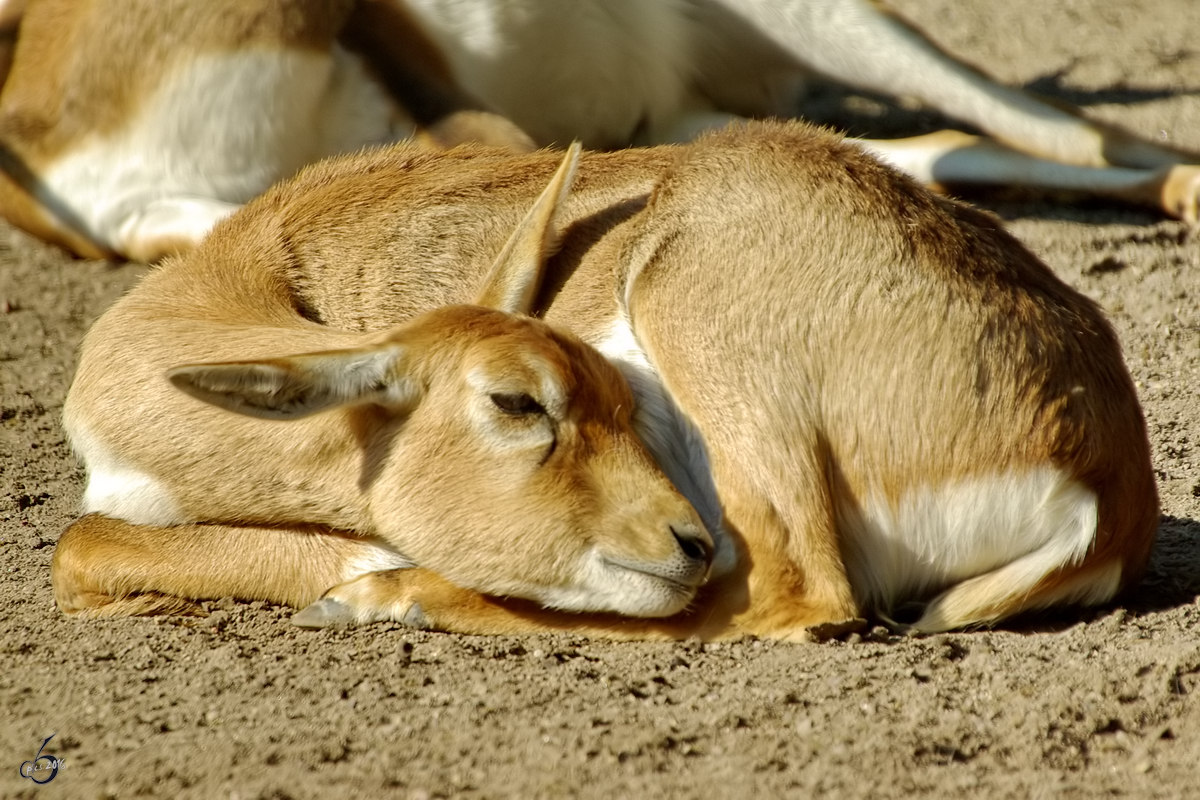 Eine mde Hirschziegenantilope im Zoo Dortmund. (September 2008)