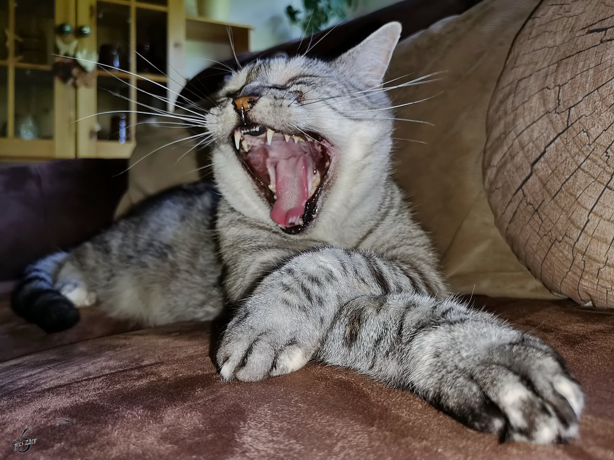 Maine Coon Katze Fotos Tier Fotoseu