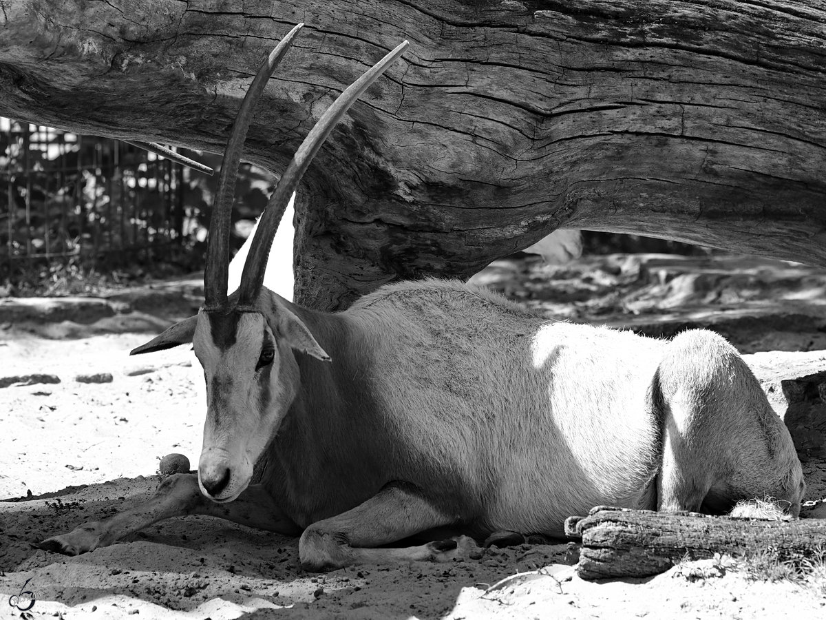 Eine mde Sbelantilope im Zoo Berlin. (April 2018)