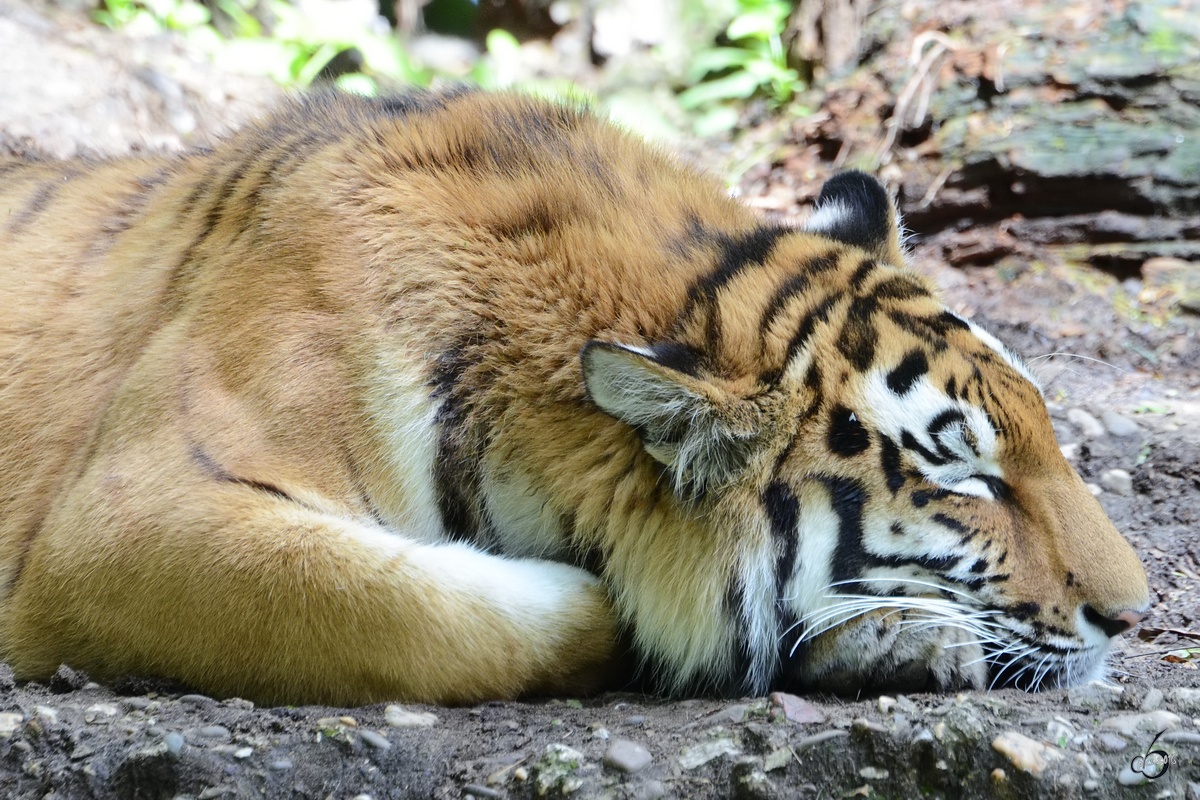 Eine mde Tigerdame im Zoo Duisburg. (Juni 2013)
