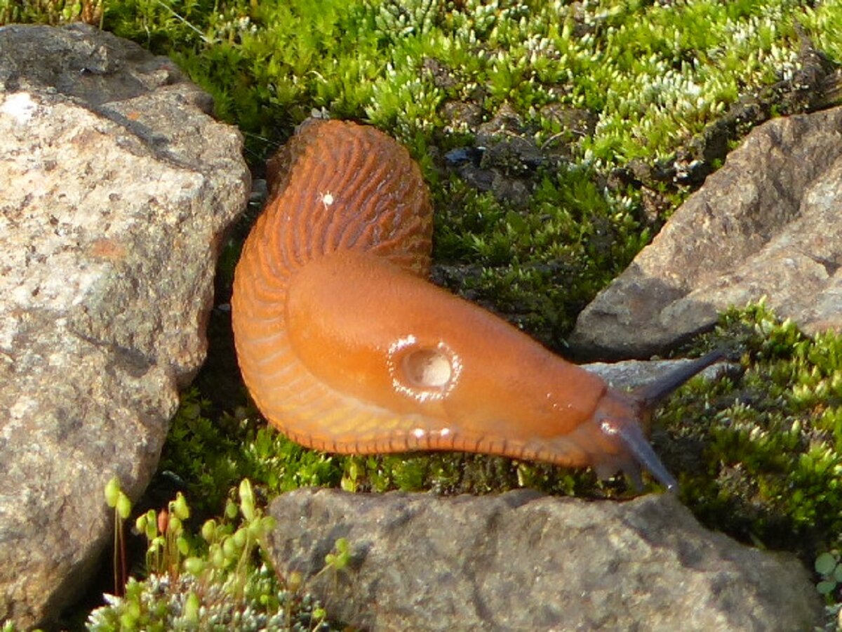 Eine Nacktschnecke sucht sich ihren Weg..., 19.09.2017