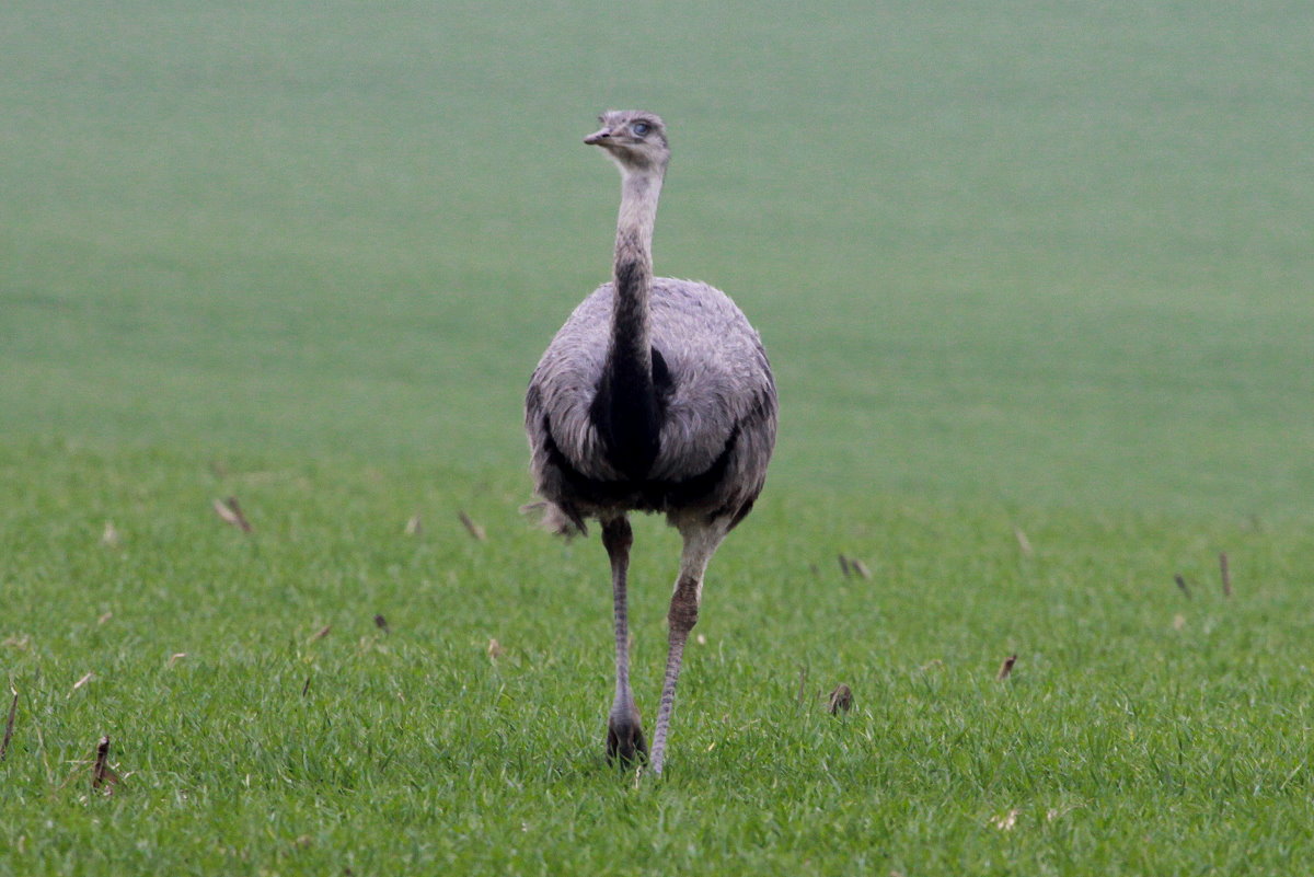 Eine Nandu-Henne auf einem Feld bei Niendorf. Hier sind sie auch von der A 20 aus zu sehen; 30.11.2014