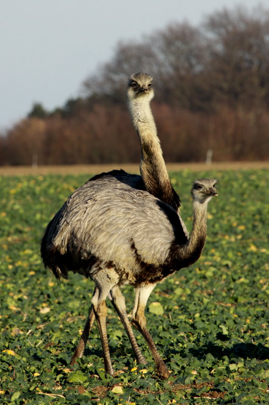 Eine Nandu-Henne und ein Nandu-Hahn auf einem Rapsfeld bei Utecht; 30.12.2013