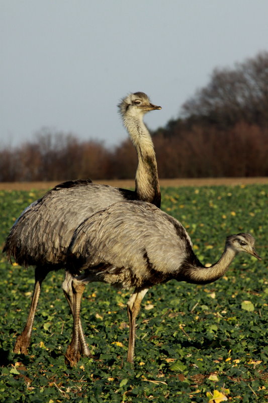 Eine Nandu-Henne und ein Nandu-Hahn auf einem Rapsfeld bei Utecht; 30.12.2013