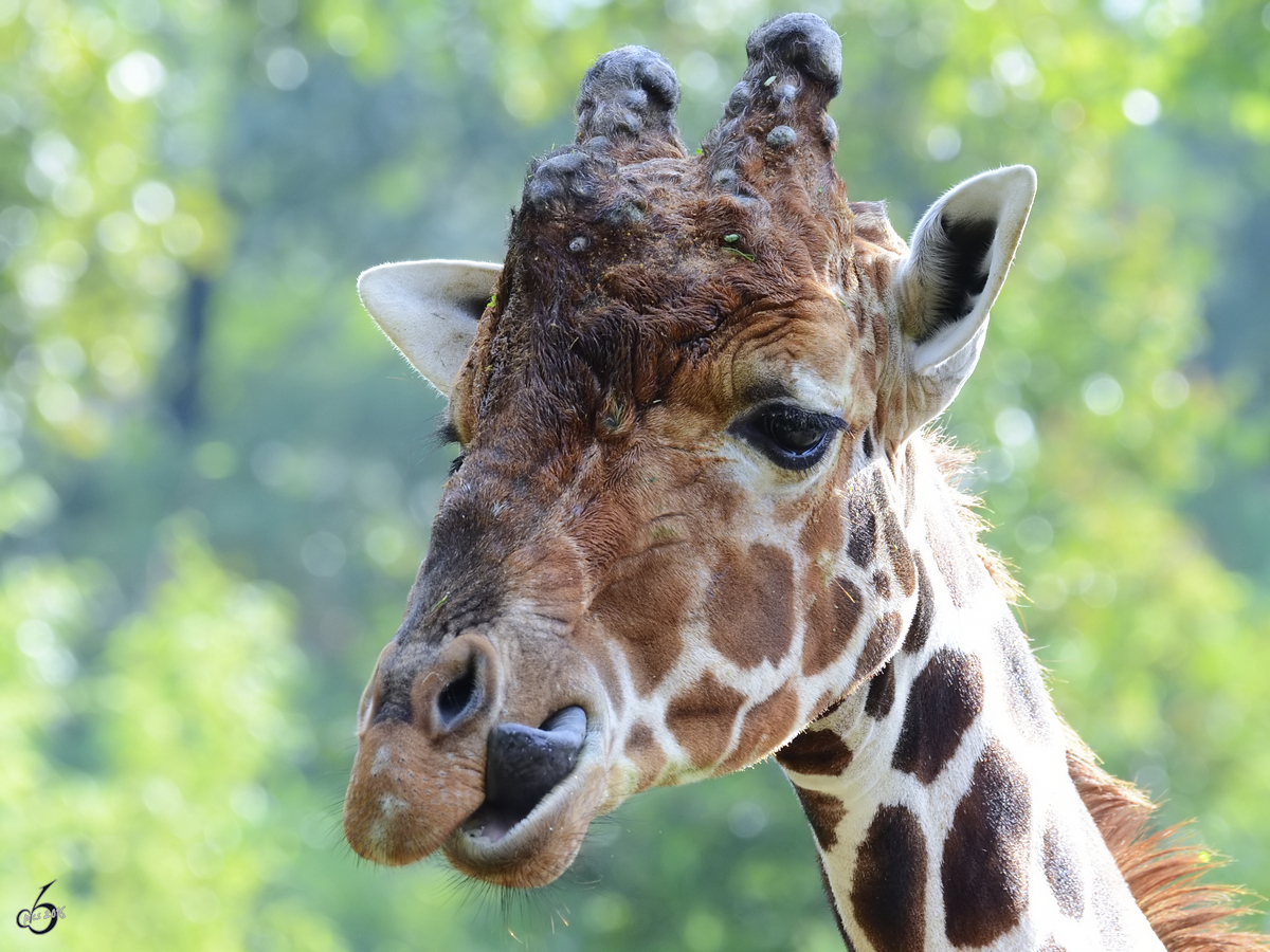 Eine Netzgiraffe im Portrait. (Zoo Duisburg, September 2011)