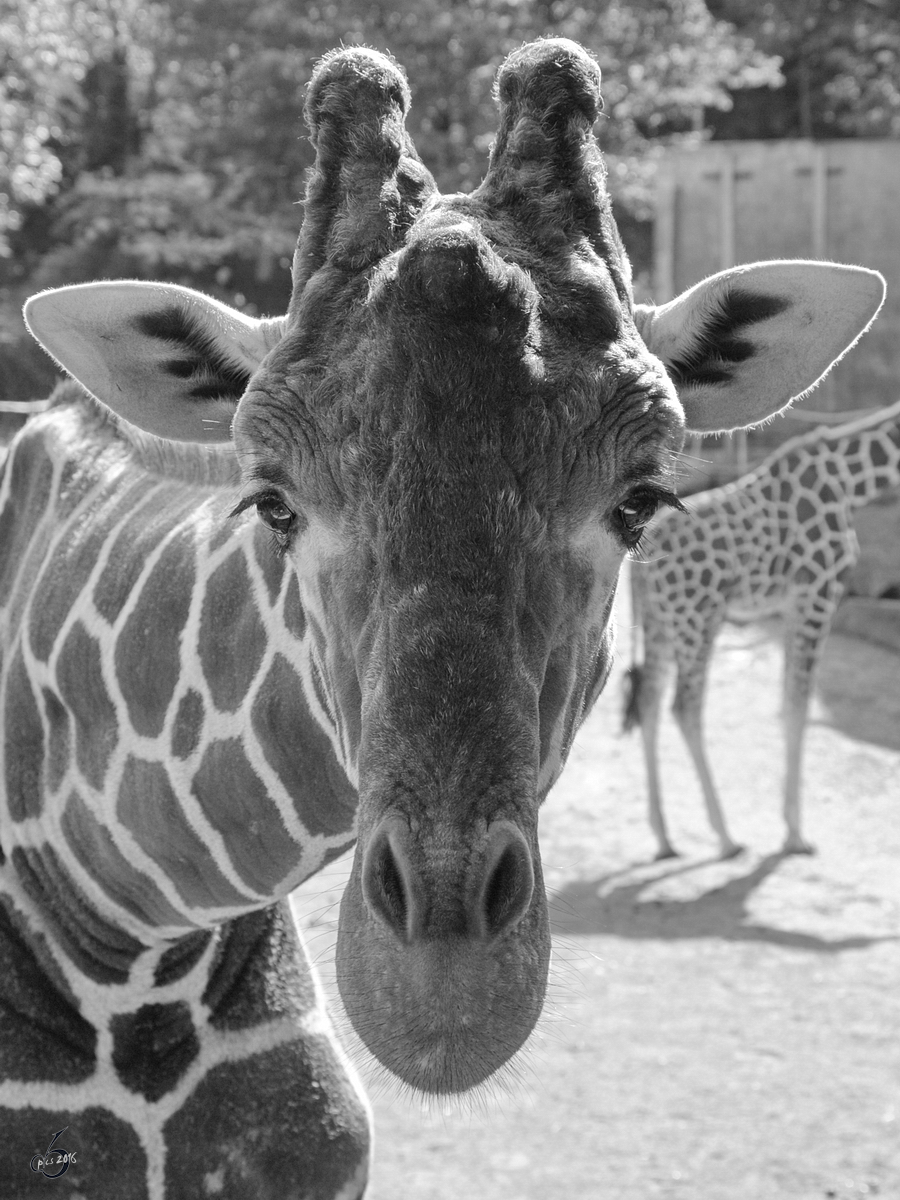 Eine Netzgiraffe im Portrait. (Zoo Duisburg, September 2011)