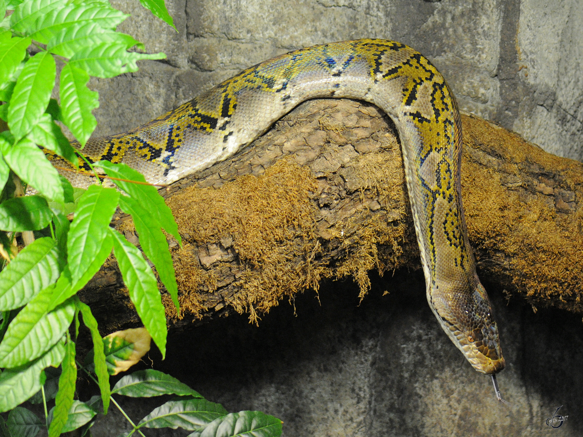 Eine Netzpython im Burgers' Zoo Arnheim. (Mrz 2013) 