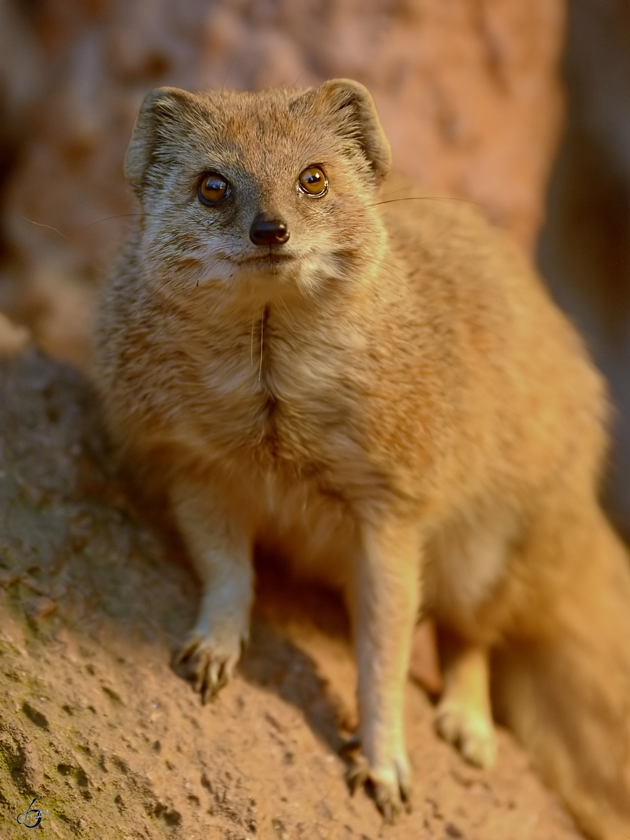 Eine neugierige Fuchsmanguste Mitte Februar 2015 im Zoo Dortmund.