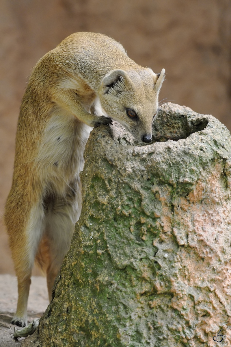 Eine neugierige Fuchsmanguste im Zoo Dortmund. (Juni 2010)