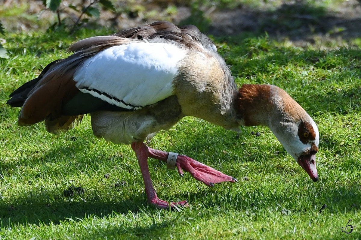 Eine Nilgans (?) im Zoo Berlin. (April 2018)