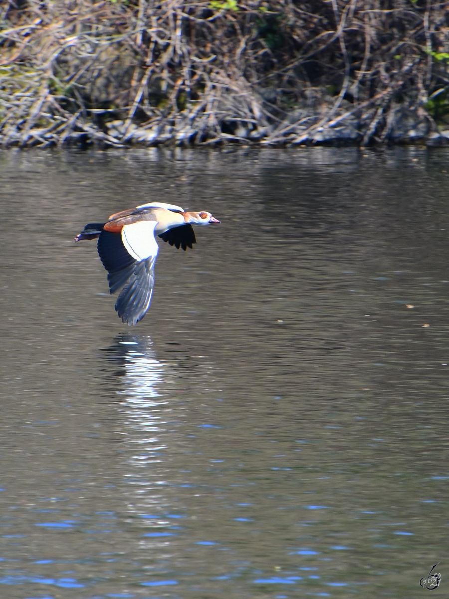 Eine Nilgans ist im Tiefflug ber der Ruhr unterwegs. (Witten, April 2021)