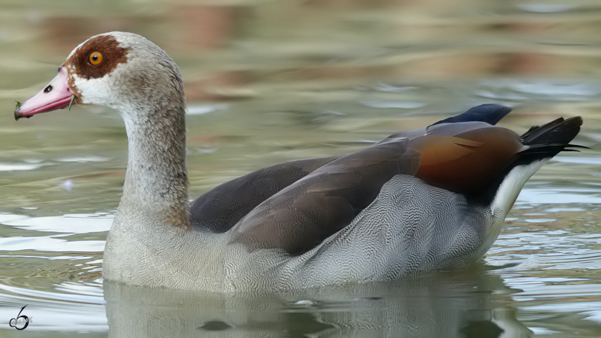 Eine Nilgans im Zoom Gelsenkirchen. (September 2009)