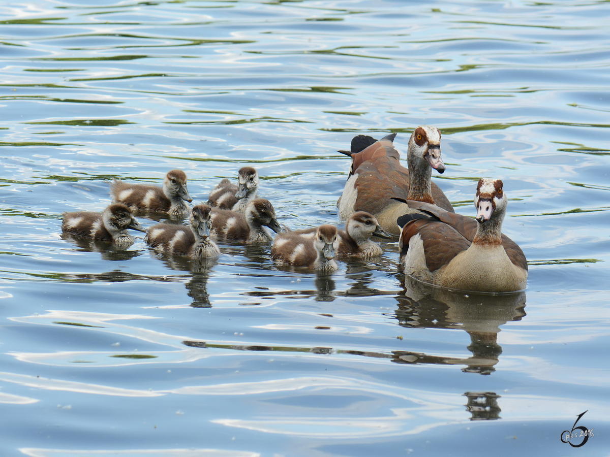 Eine Nilgansfamile auf dem mminger See