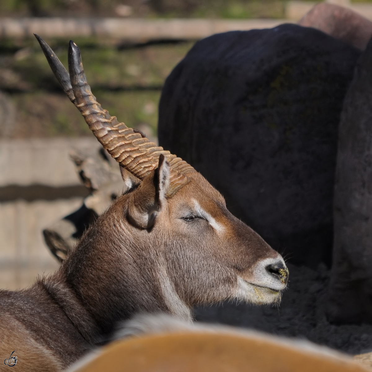 Eine Nilgauantilope im Portrait, so gesehen Mitte Dezember 2010 im Zoo Madrid.