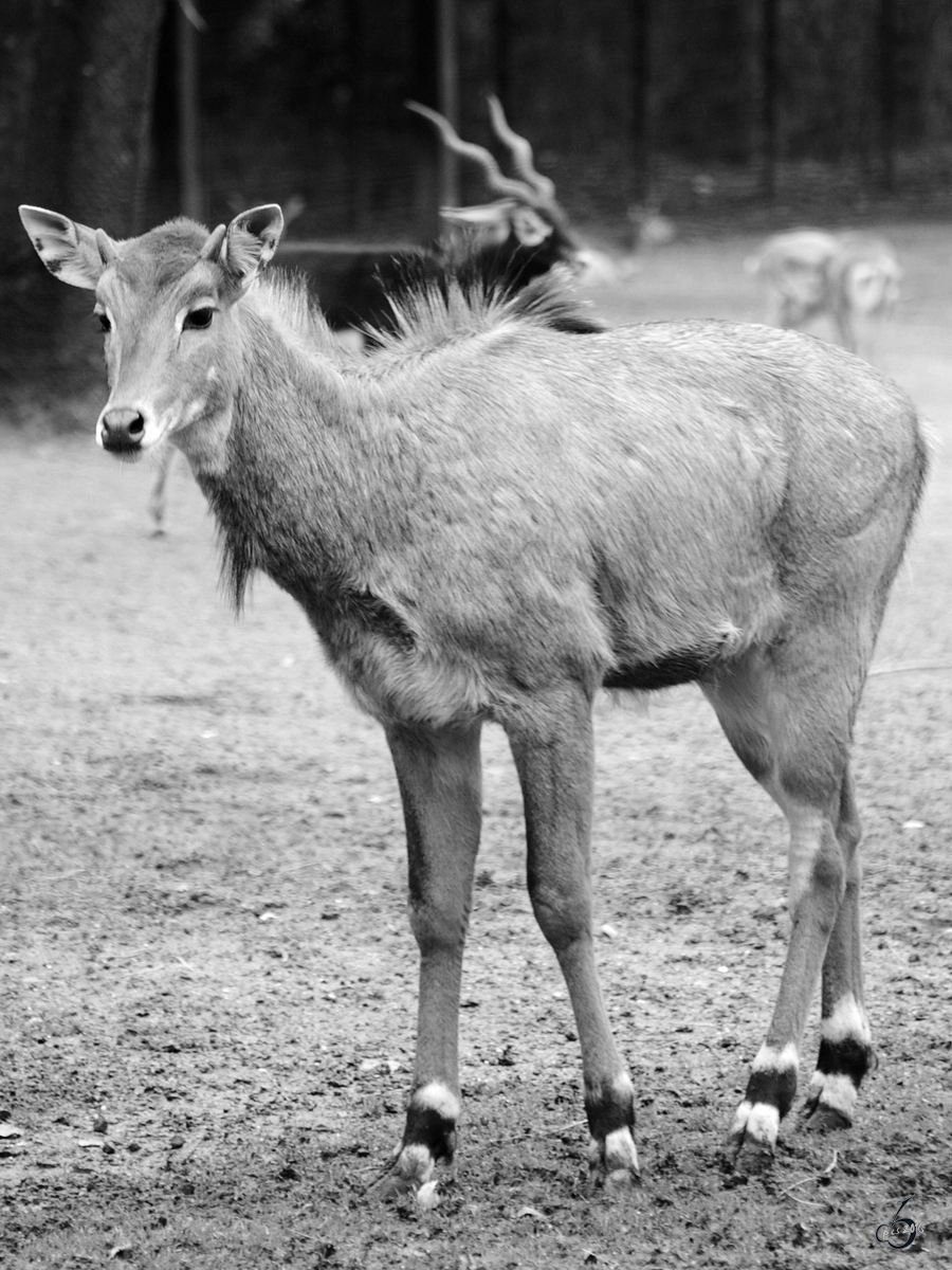 Eine Nilgauantilope im Zoo Dortmund. (November 2005)