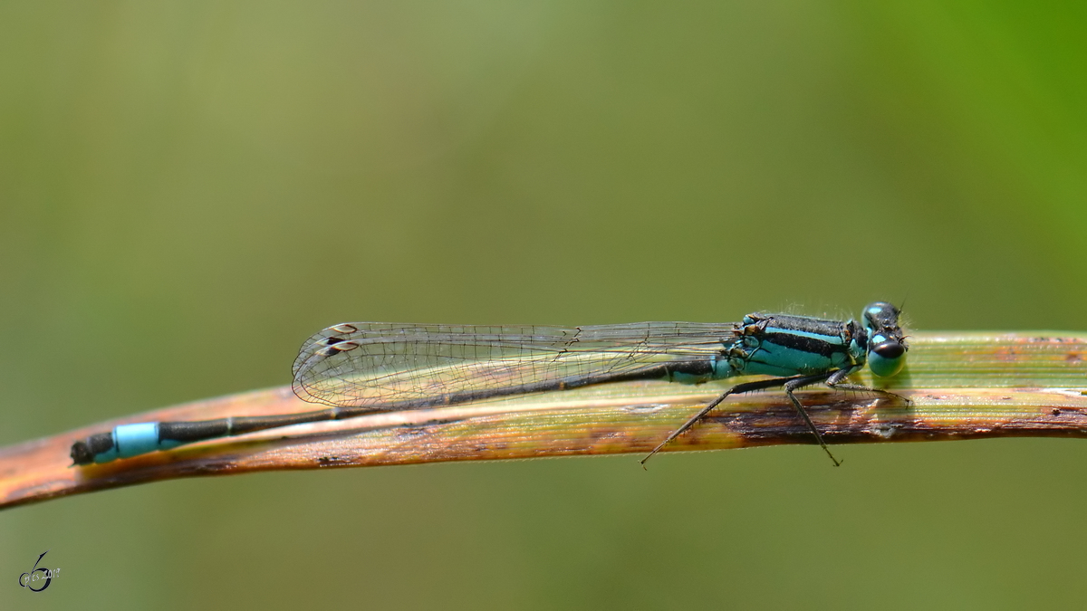 Eine Pechlibelle in den Peenewiesen bei Jarmen. (August 2012)