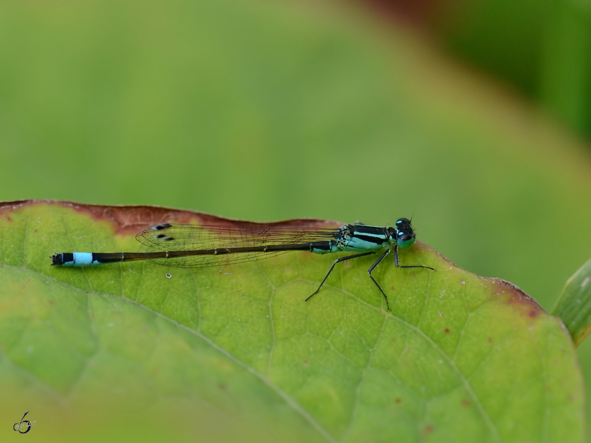 Eine Pechlibelle in den Peenewiesen bei Jarmen. (August 2012)