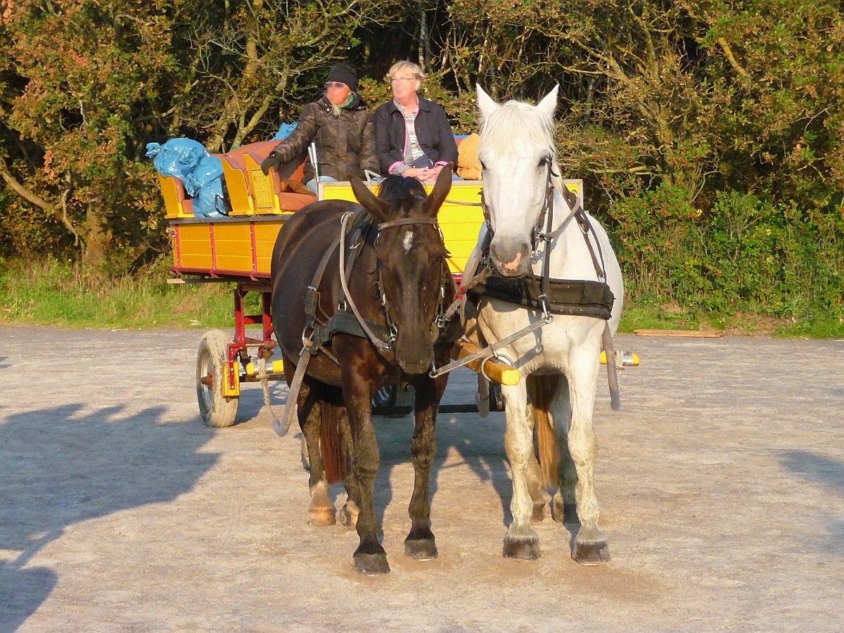 Eine Pferdekutsche macht sich auf den Weg zur Insel Neuwerk; Sahlenburg, 11.9.2015