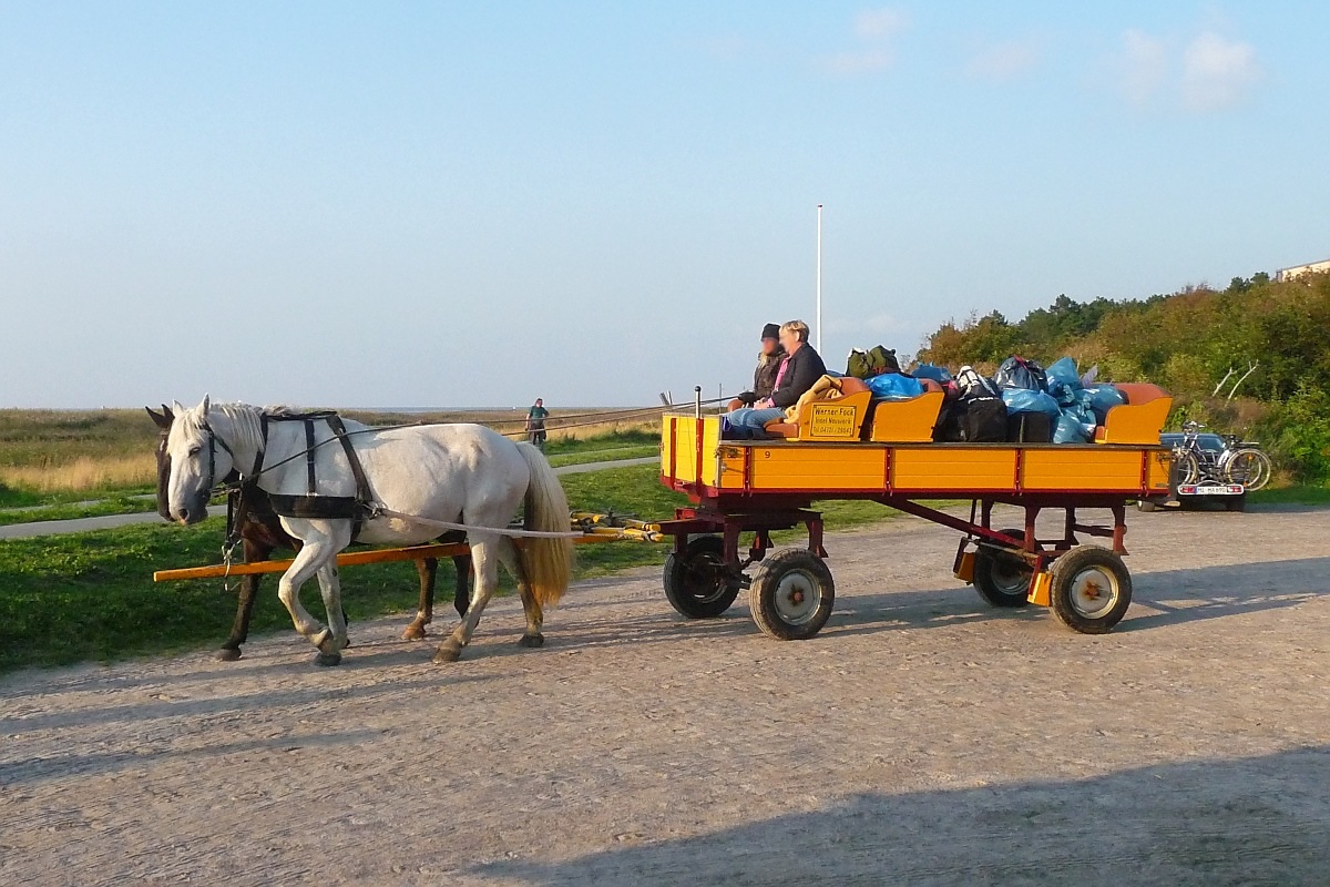 Eine Pferdekutsche macht sich auf den Weg zur Insel Neuwerk; Sahlenburg, 11.9.2015