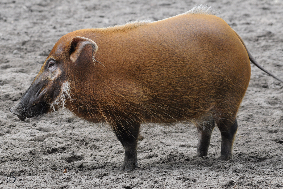 Eine Pinselohrschwein im Zoo Duisburg. (September 2011)