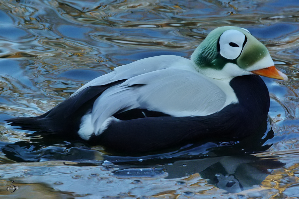 Eine Plschkopfente im Zoo Wuppertal. (Oktober 2005)