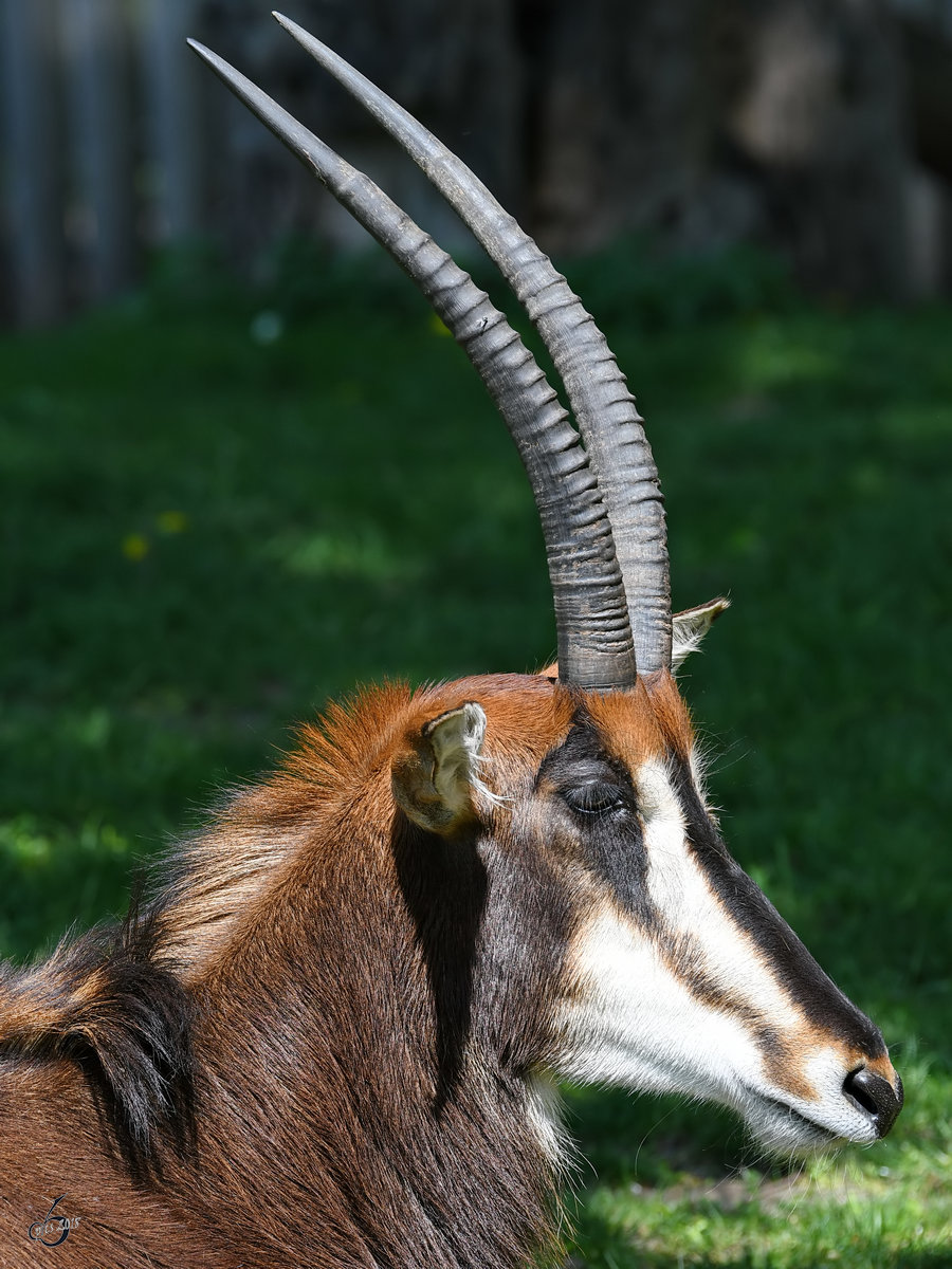 Eine Rappenantilope im Seitenportrait. (Zoo Berlin, April 2018)