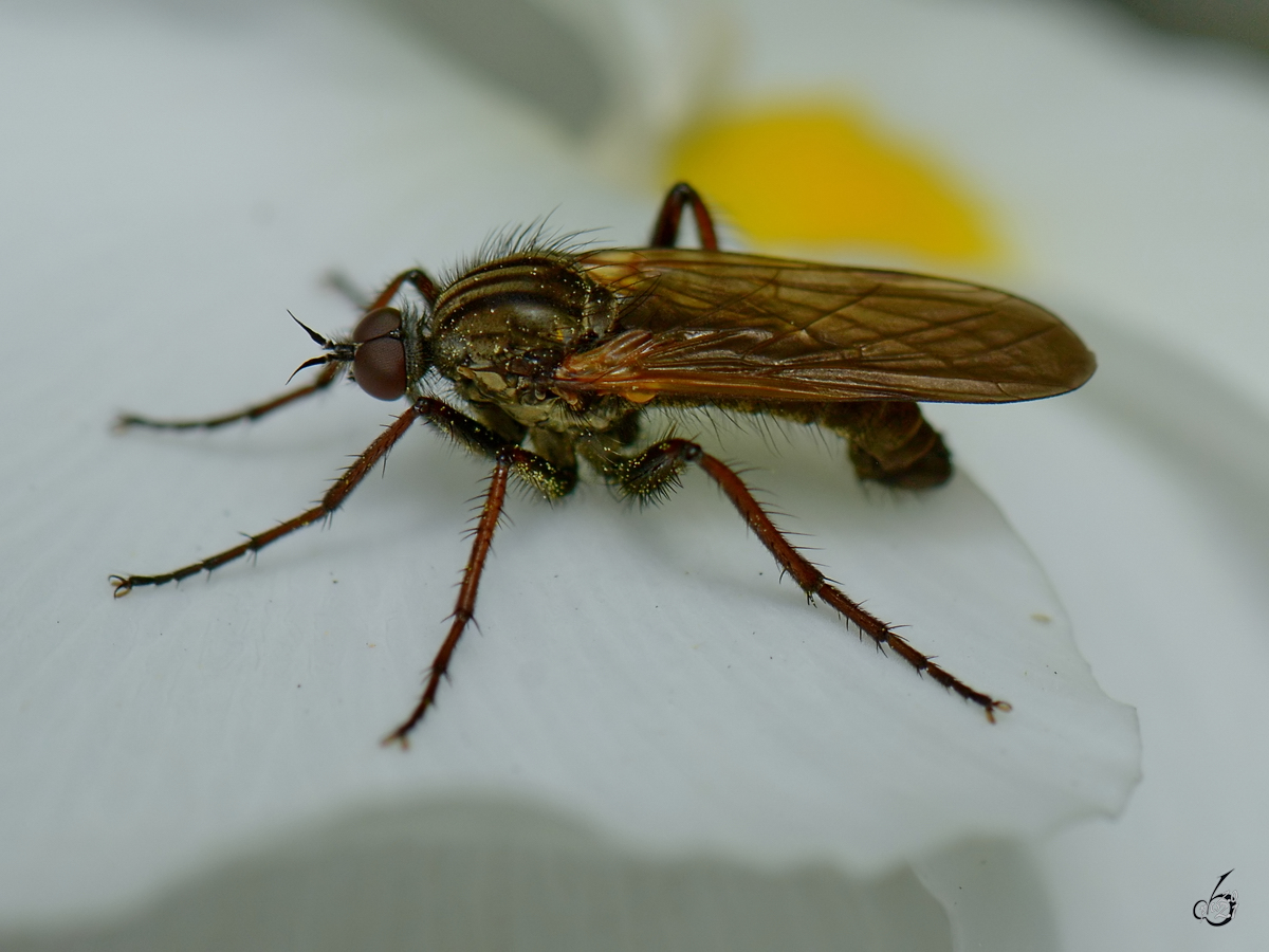 Eine Raubfliege whrend der Flugpause. (Hattingen, Mai 2016)