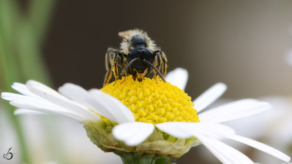 Eine recht kleine Wespe (Wegwespe?) auf der Margeritenblte. (Hattingen, Mai 2018)