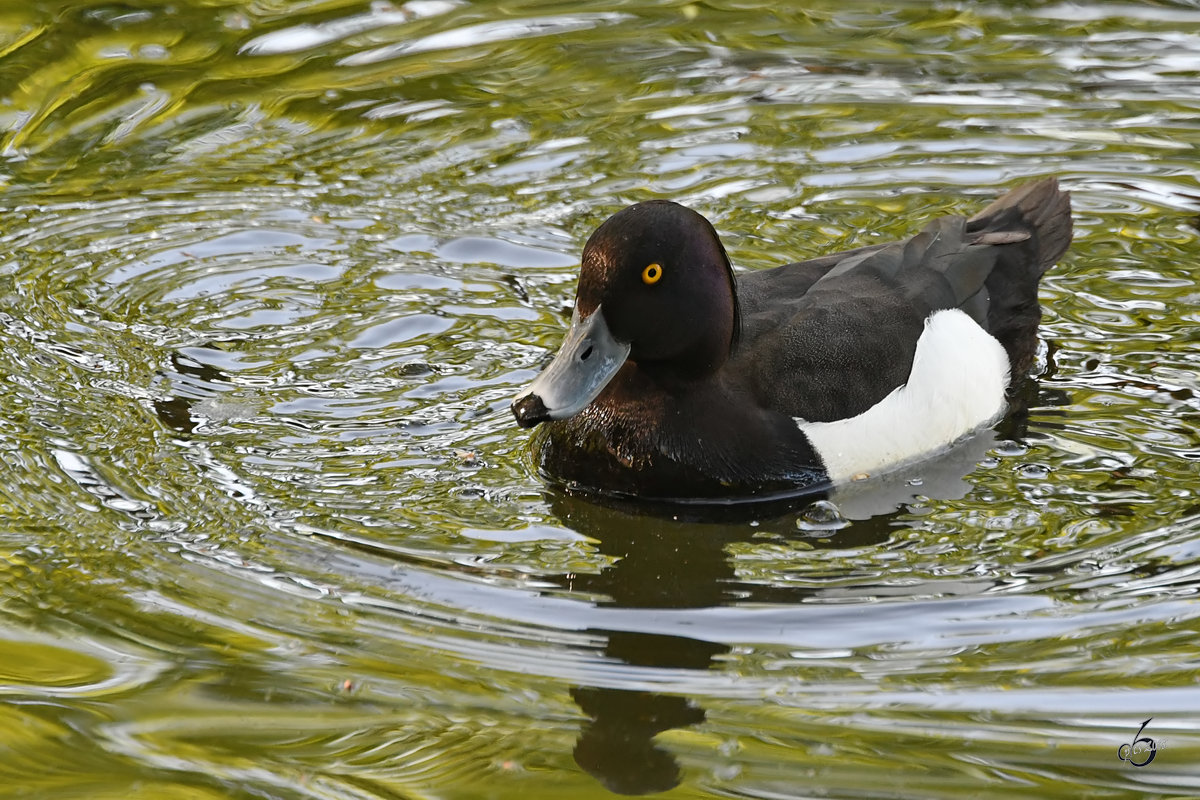 Eine Reiherente Ende April 2018 im Zoo Berlin. 